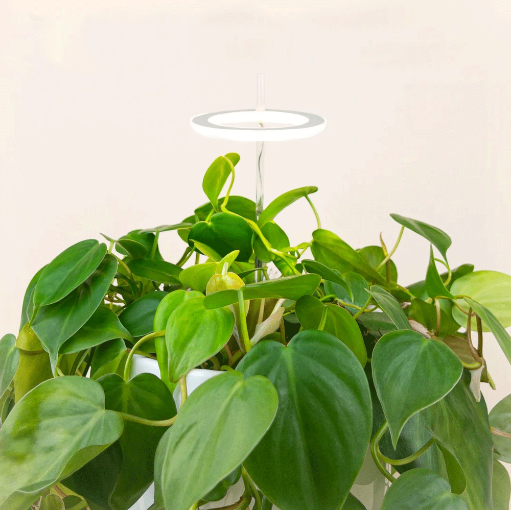 Halo Plant Light | $15+