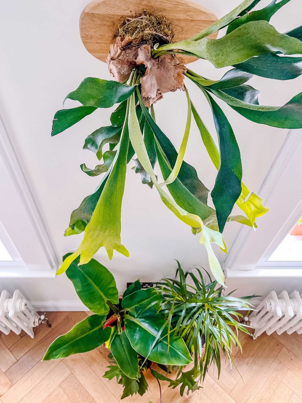 Staghorn_Fern_After_8379.jpg