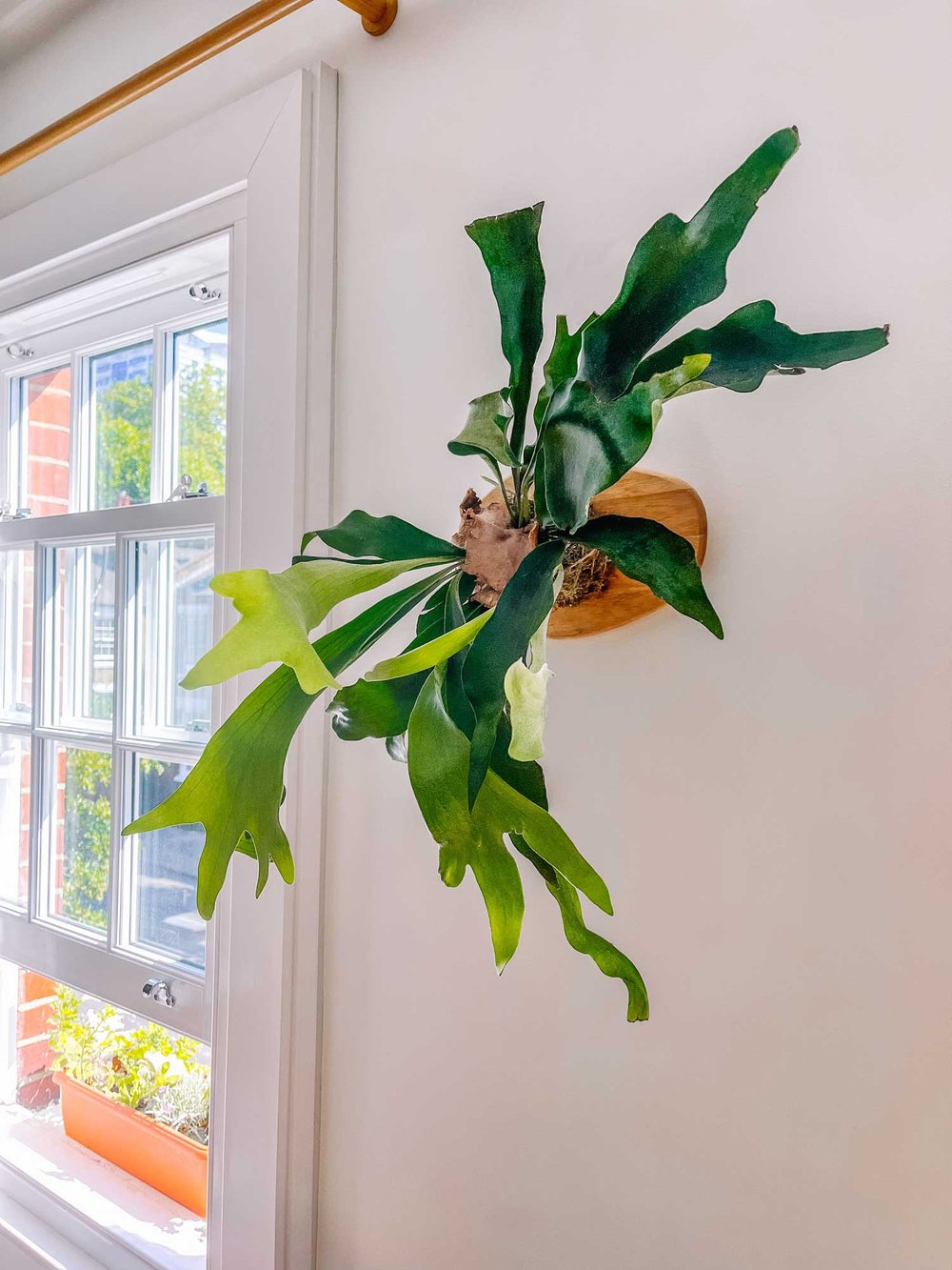 Staghorn_Fern_After_8446.jpg