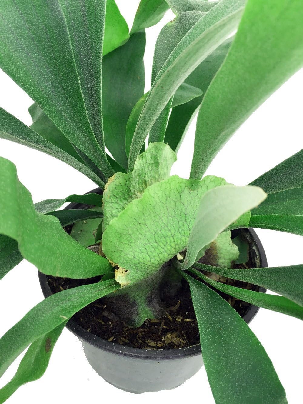 6.5" Staghorn Fern | $29