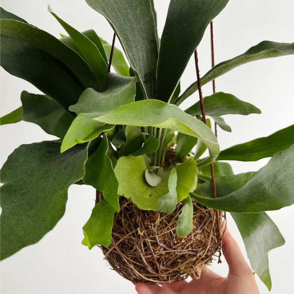 Kokedama Staghorn Fern | $52