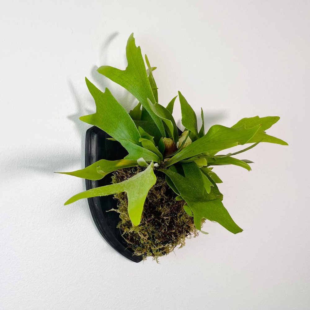 Mounted Staghorn Fern | $63