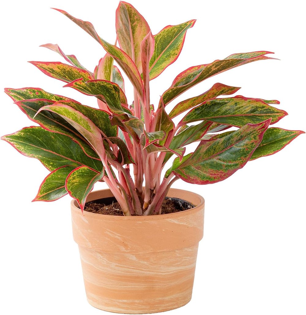 Aglaonema 'Red' and Pot | $26