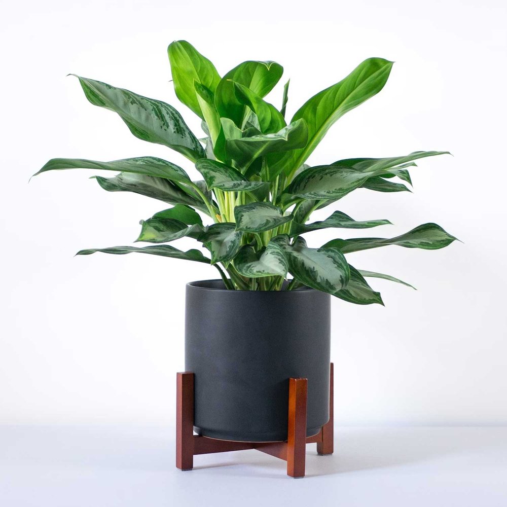 Aglaonema, Pot and Wood Stand | $62+