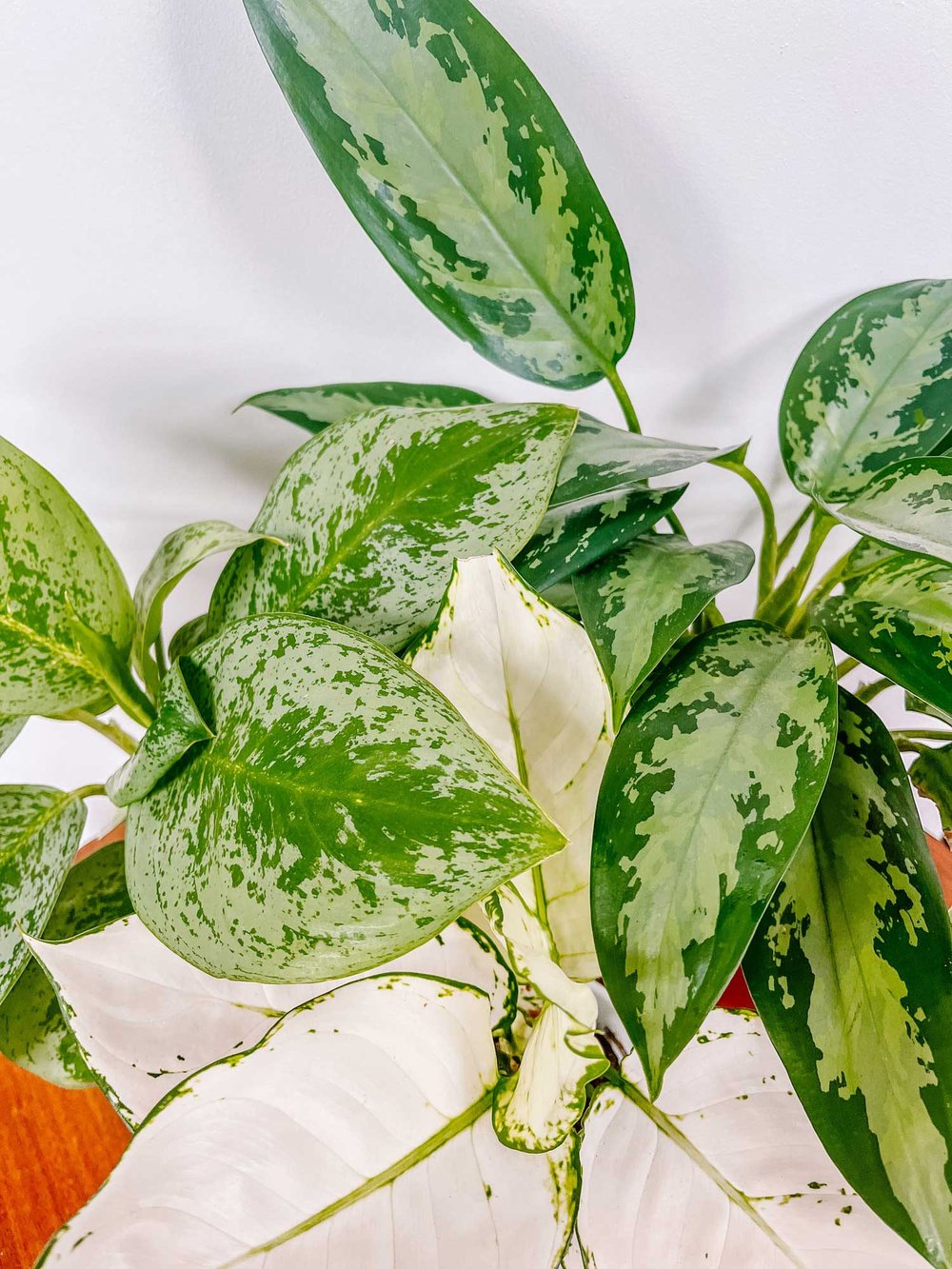 'Lemon Mint', 'White Joy' and 'Maria'