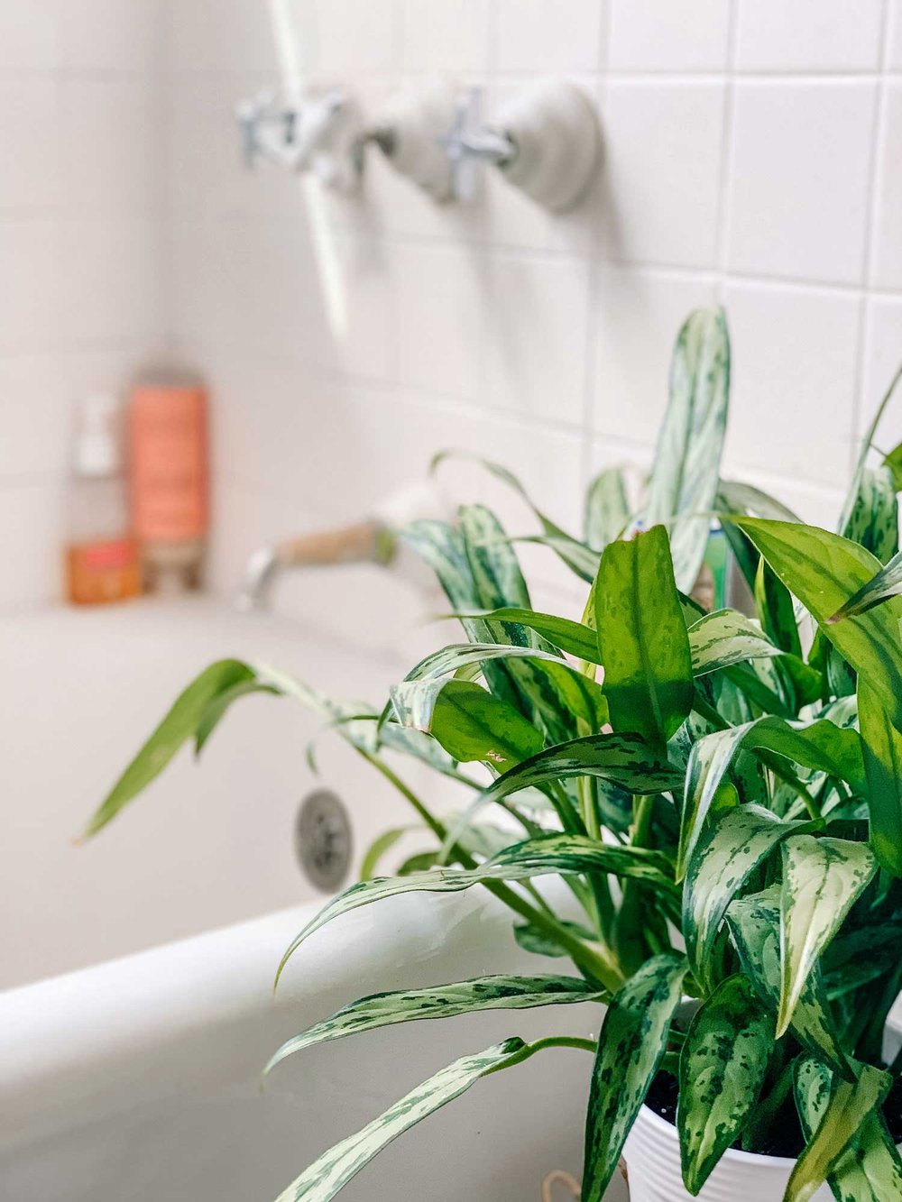 'Silver Queen' Aglaonema