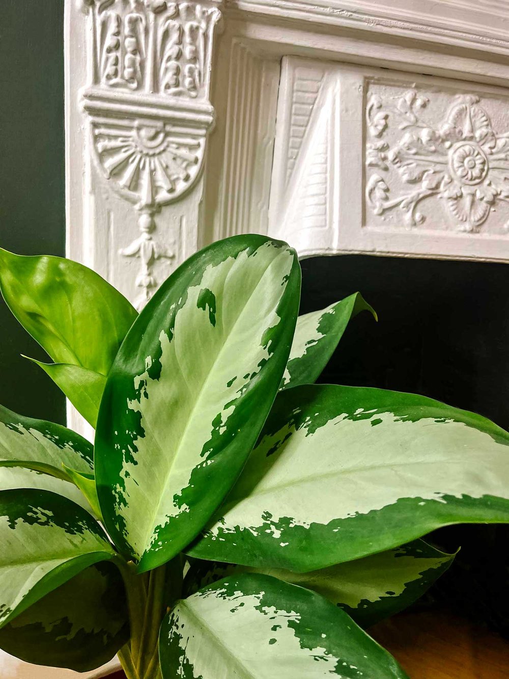 'Diamond Bay' Aglaonema