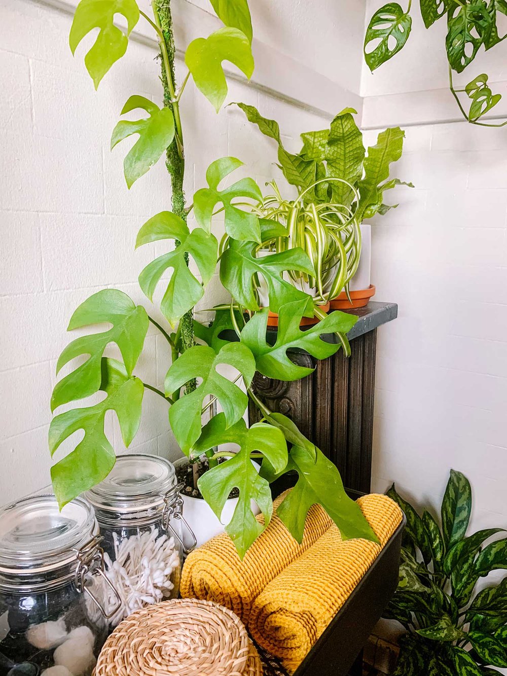 Mini_Monstera_8790.jpg