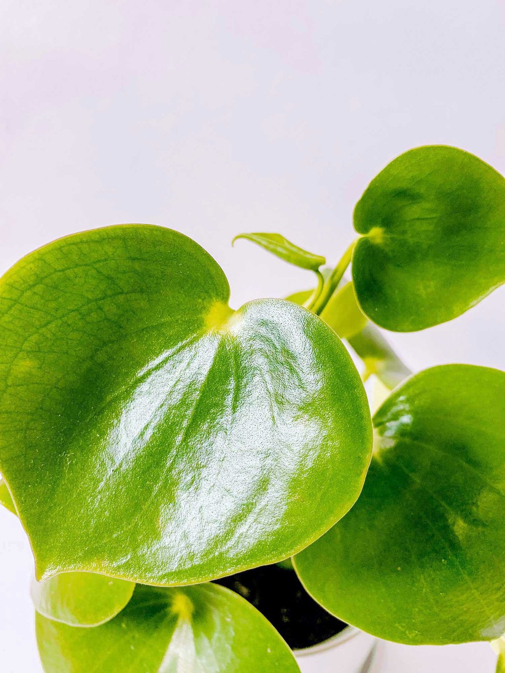 New growth unfurling