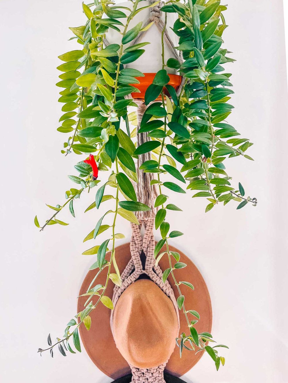 Care Guide Lipstick Plant