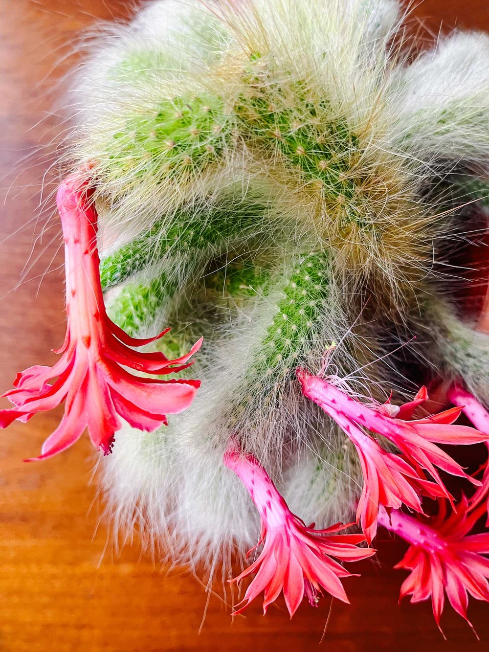 Monkey_Tail_Cactus_9763.jpg