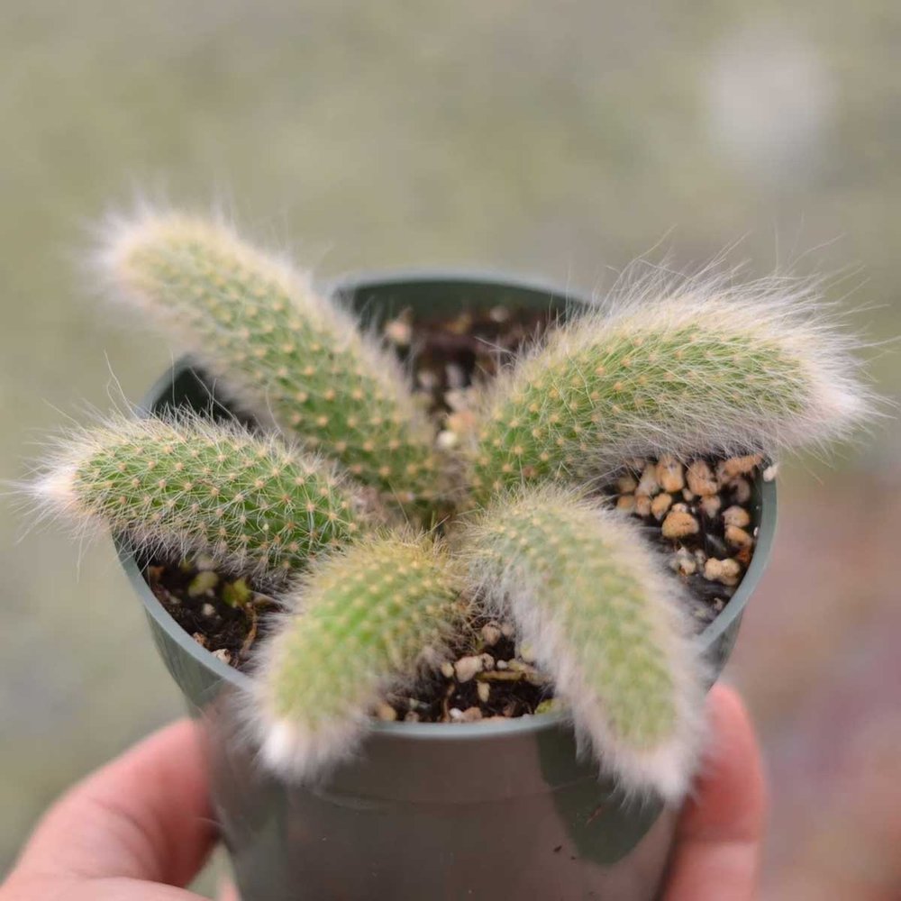 Monkey Tail Cactus | $25