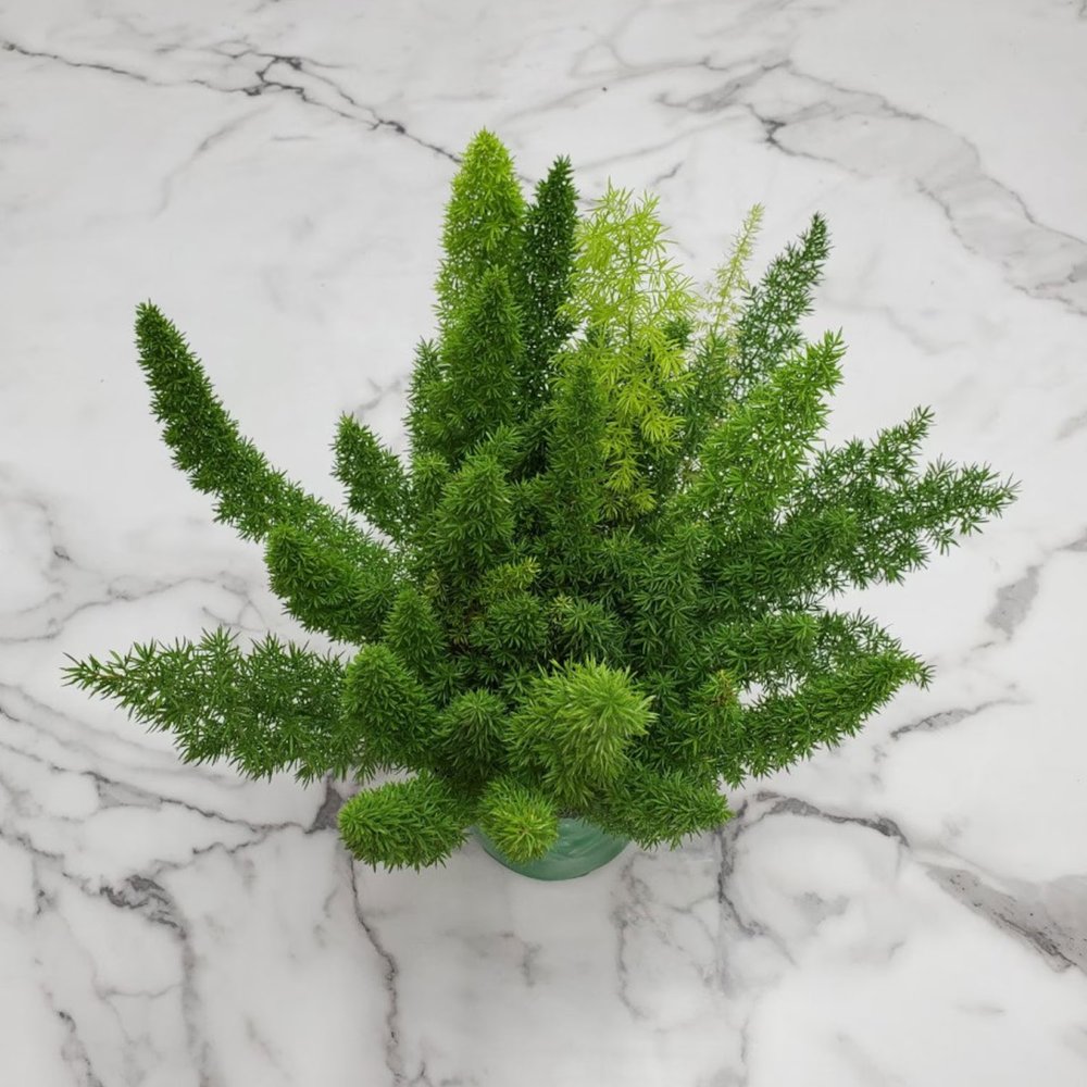 12in Foxtail Fern | $28