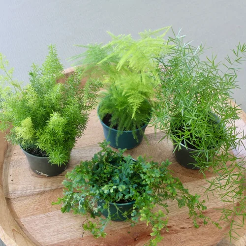 Care Guide for the Asparagus Fern  The Green Mad House