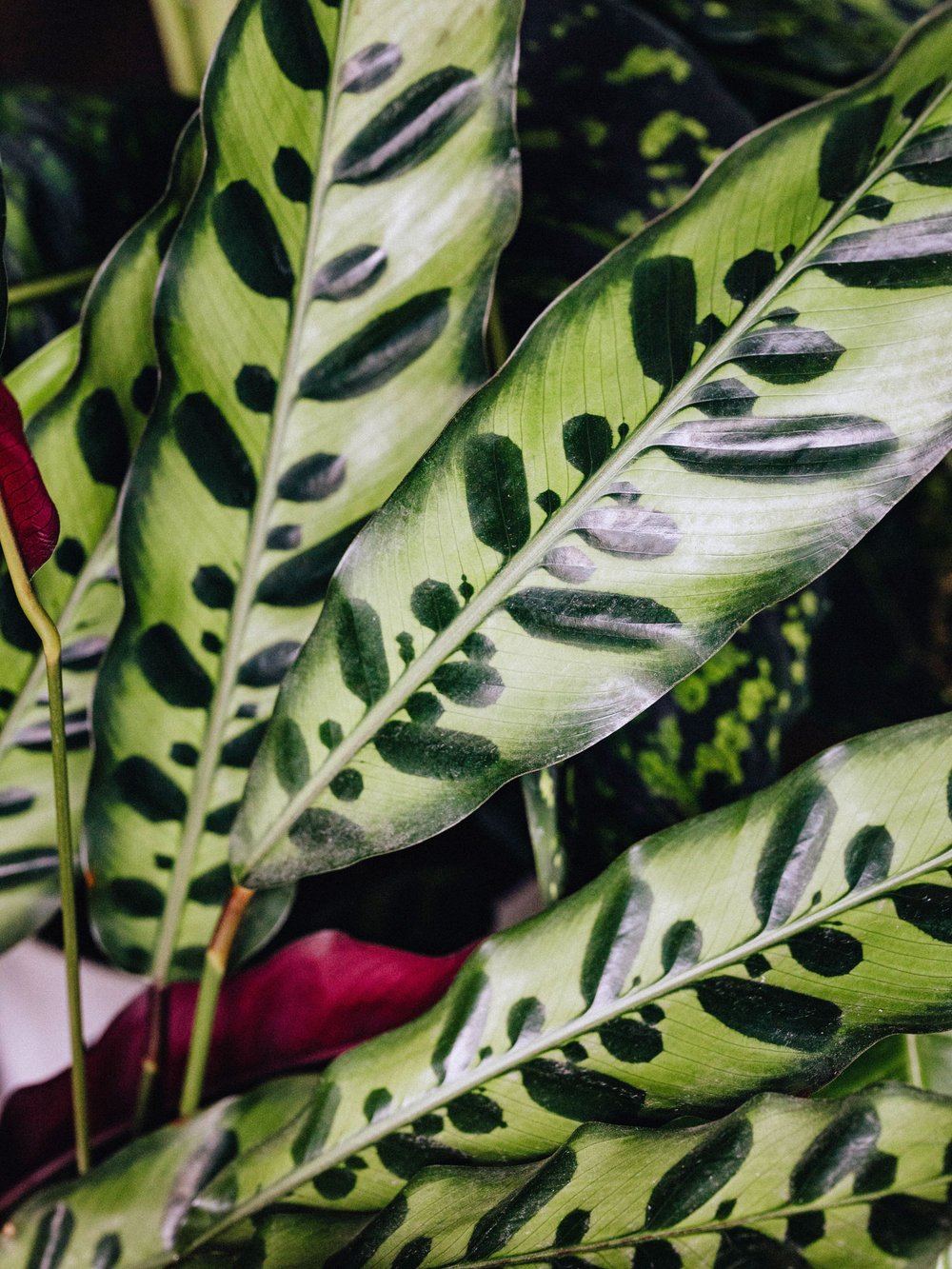 Calathea 'Rattlesnake'