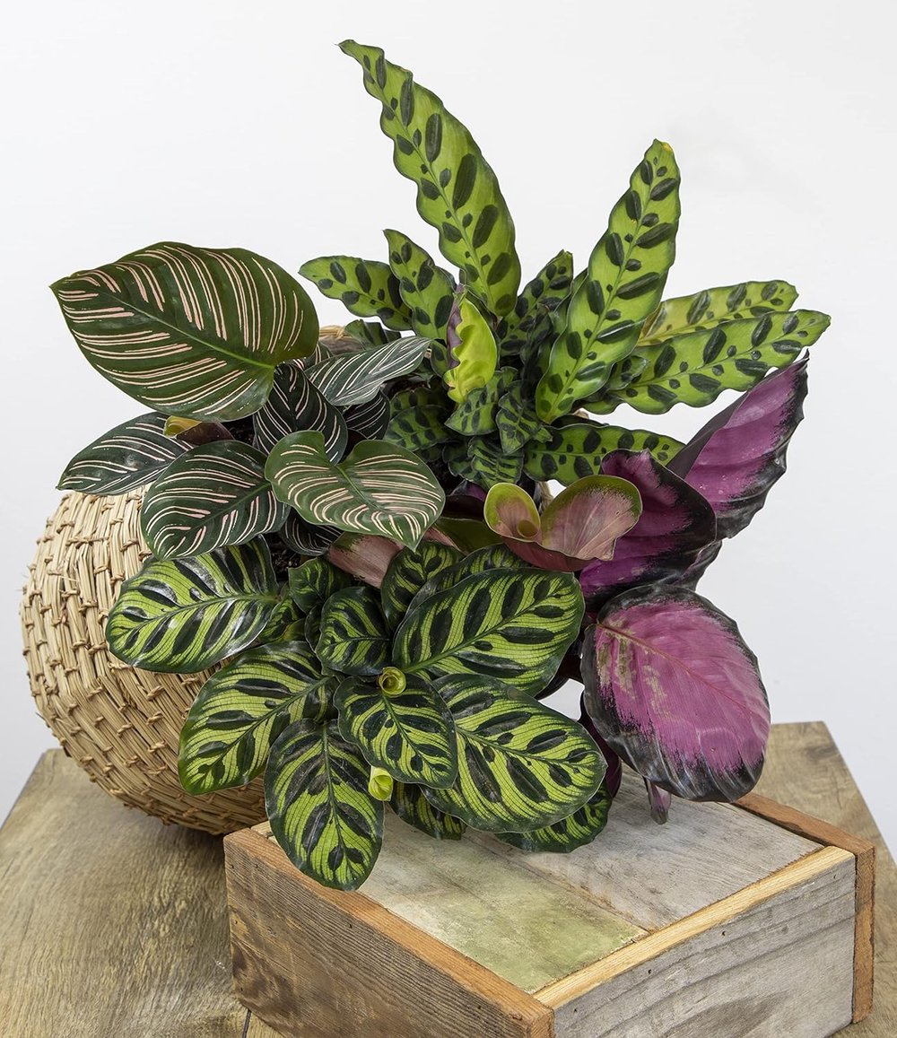 Calathea 4 Pack | $35