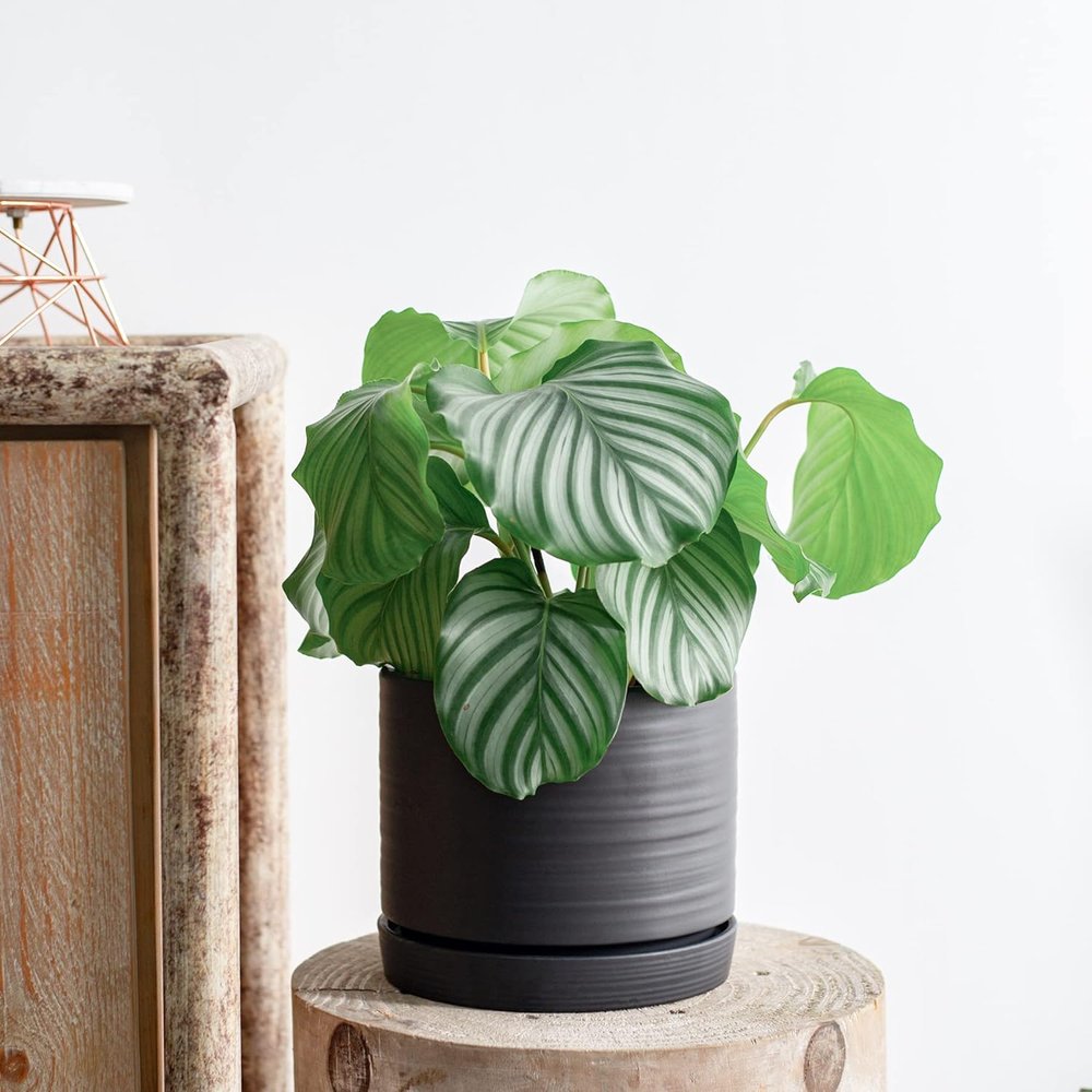 Ceramic Planter | $42