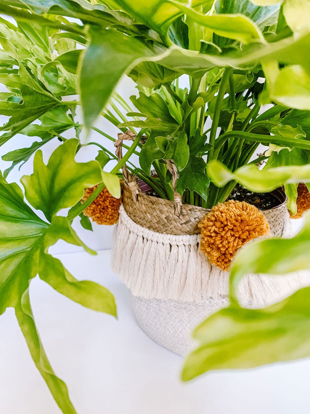 Philodendron_Repotting_6182.jpg
