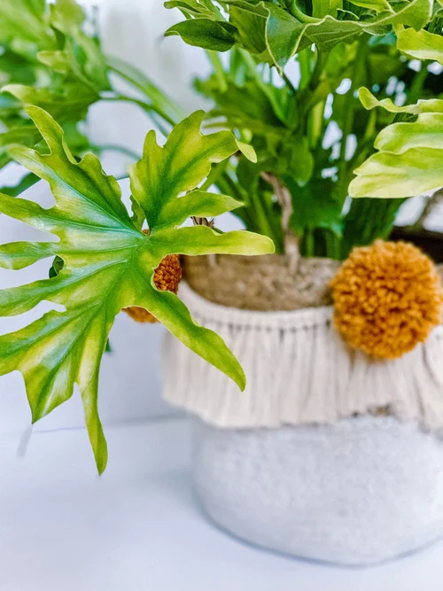 Care Guide for the 'Lickety Split' Philodendron  The Green Mad House