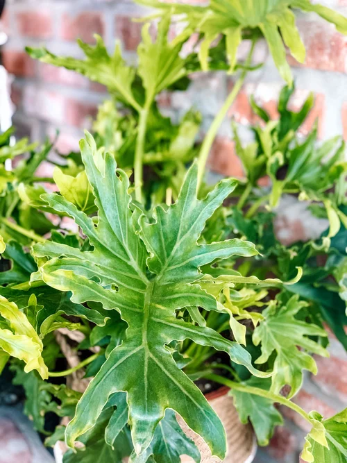 Care Guide for the 'Lickety Split' Philodendron  The Green Mad House