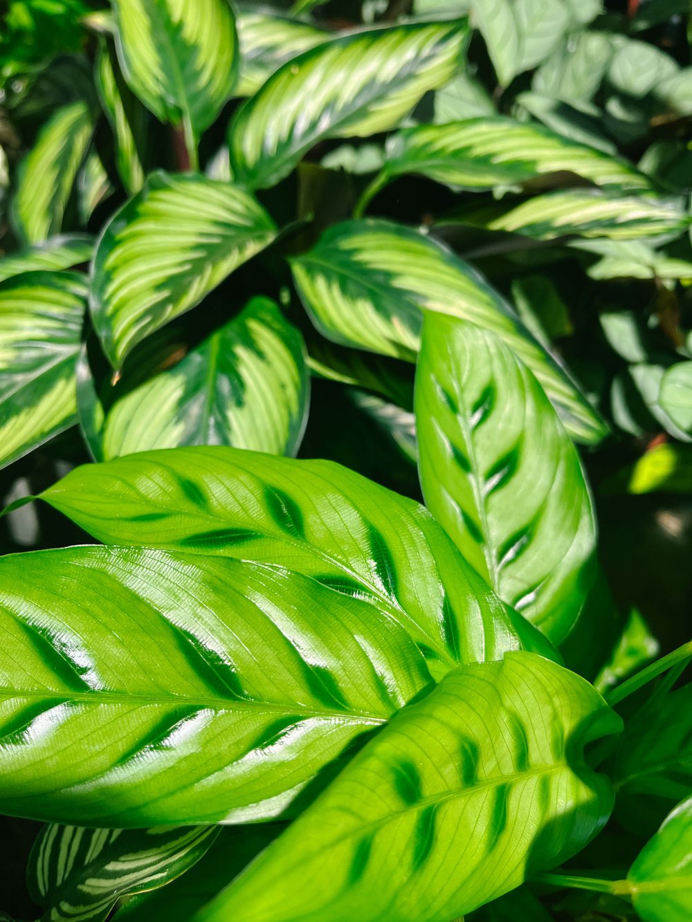 Calathea Bachemiana (front) and 'Beauty Star' (back)