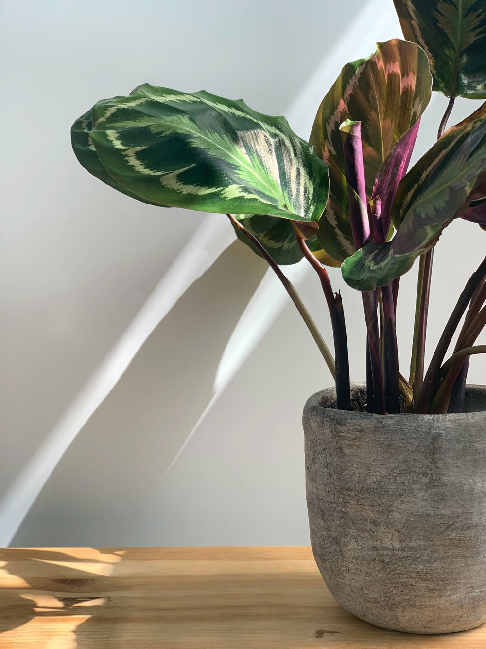 Calathea 'Medallion'