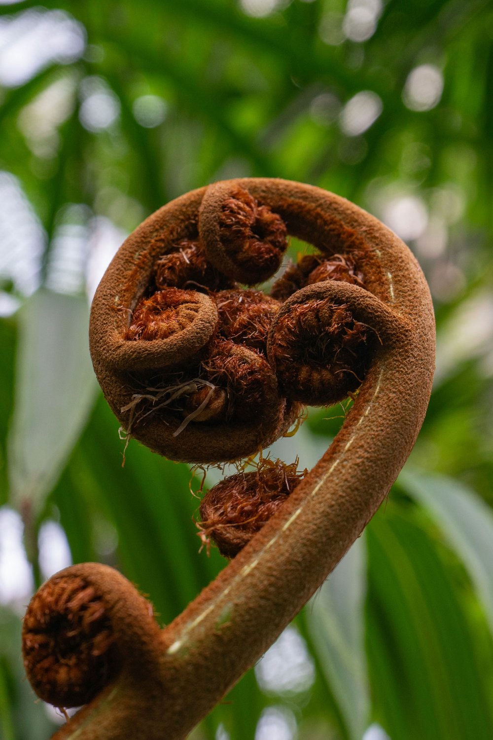 Tree_Fern_Frond1.jpg