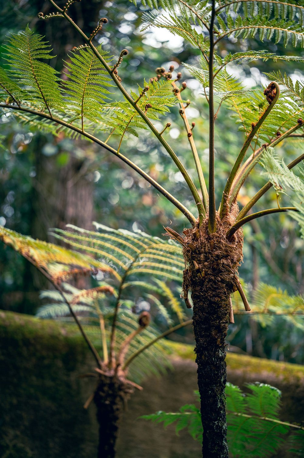 Tree_Fern.jpg