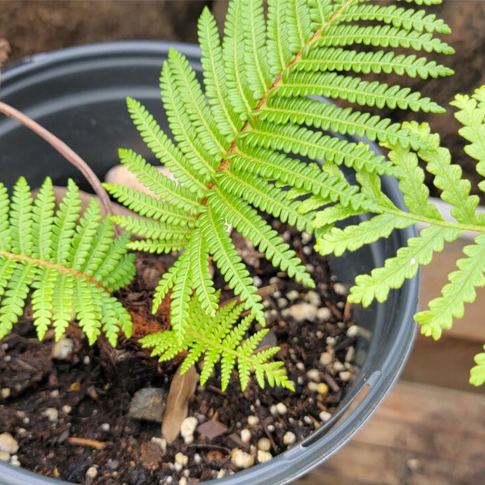 Hawaiian Tree Fern | $74