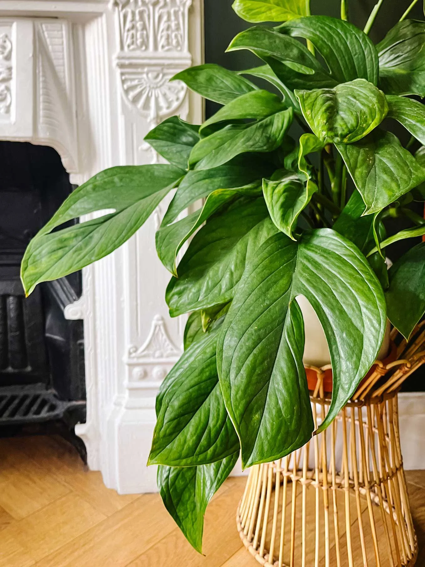 https://images.squarespace-cdn.com/content/v1/5e1a9e93d343ec0c523f4074/1719780392740-ZMU6WR9SHSBEB2W9G5V2/Monstera_Peru_0317%2Bcopy.jpg?utm_source=chatgpt.com