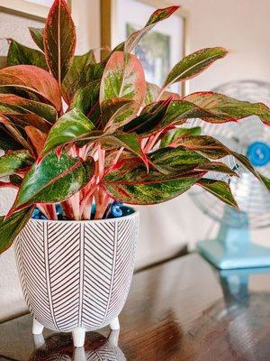 Beginner's Guide to the Chinese Evergreen — The Green Mad House