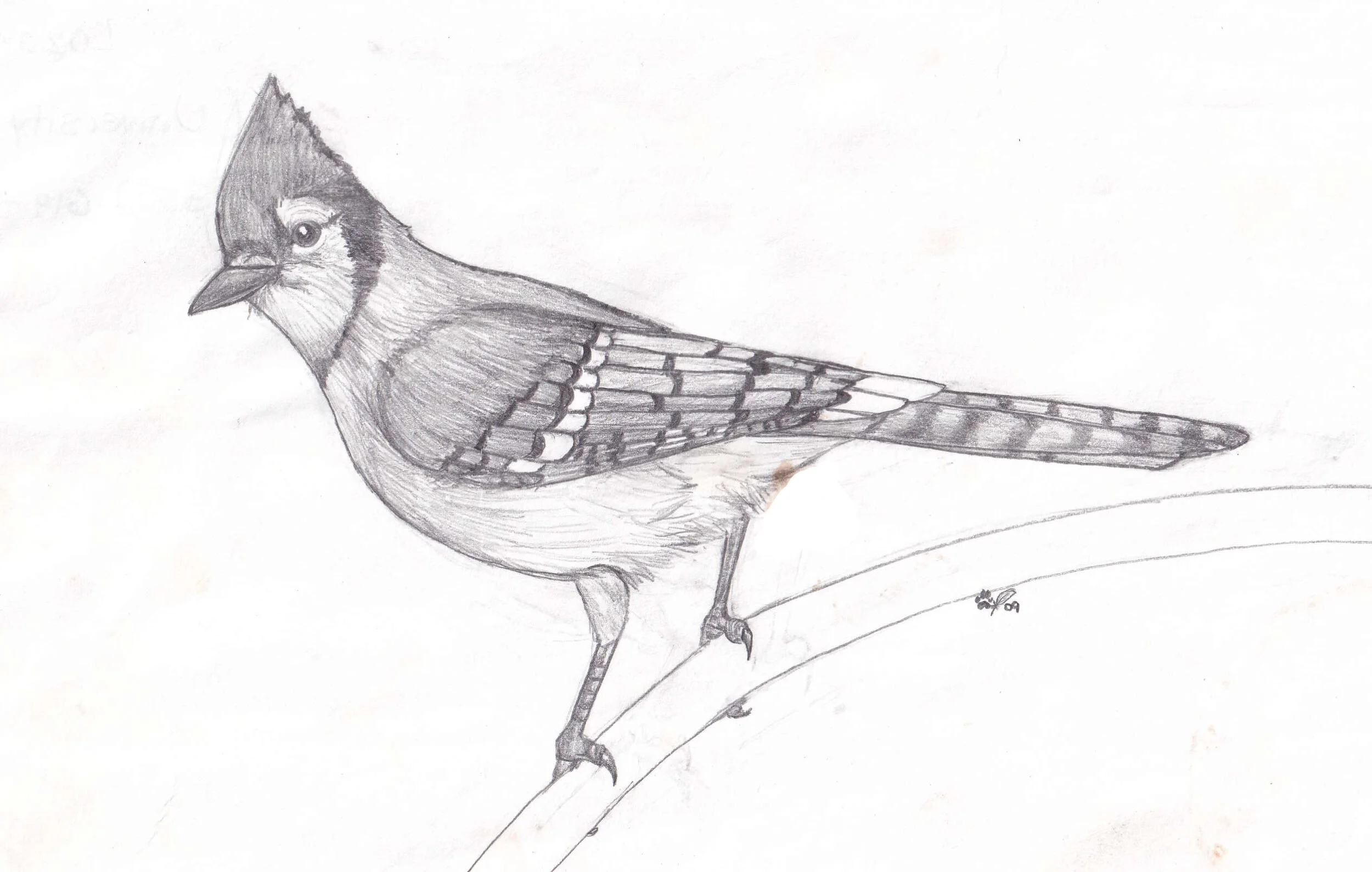 Blue Jay