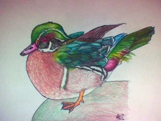 Wood Duck