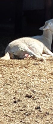 lamb2.jpg