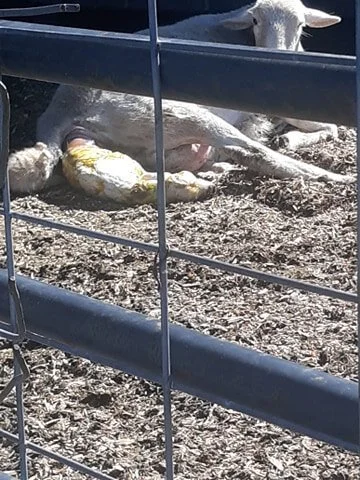 lamb5.jpg