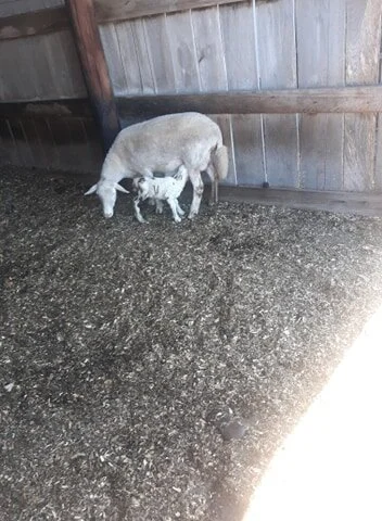lamb8.jpg