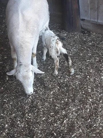 lamb6.jpg