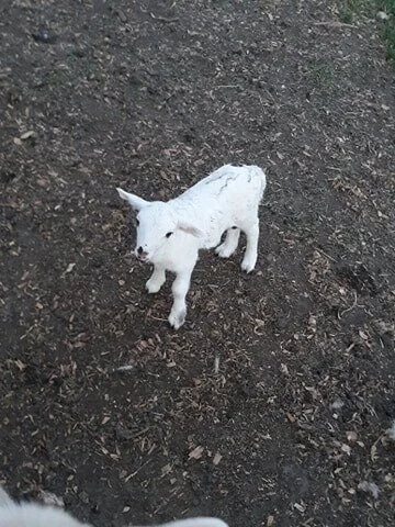 lamb7.jpg