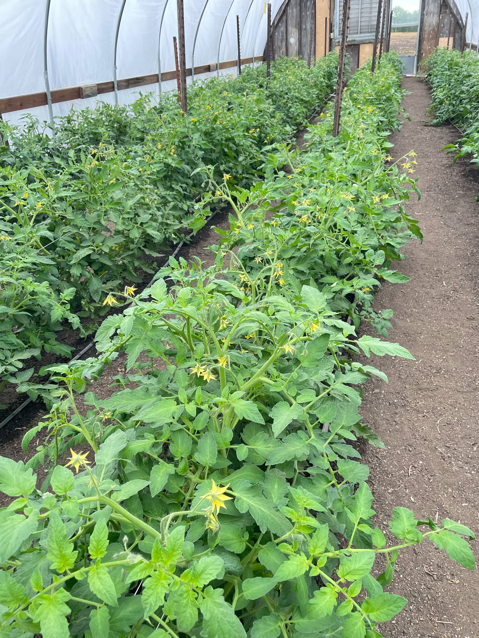tomatotunnels.jpeg