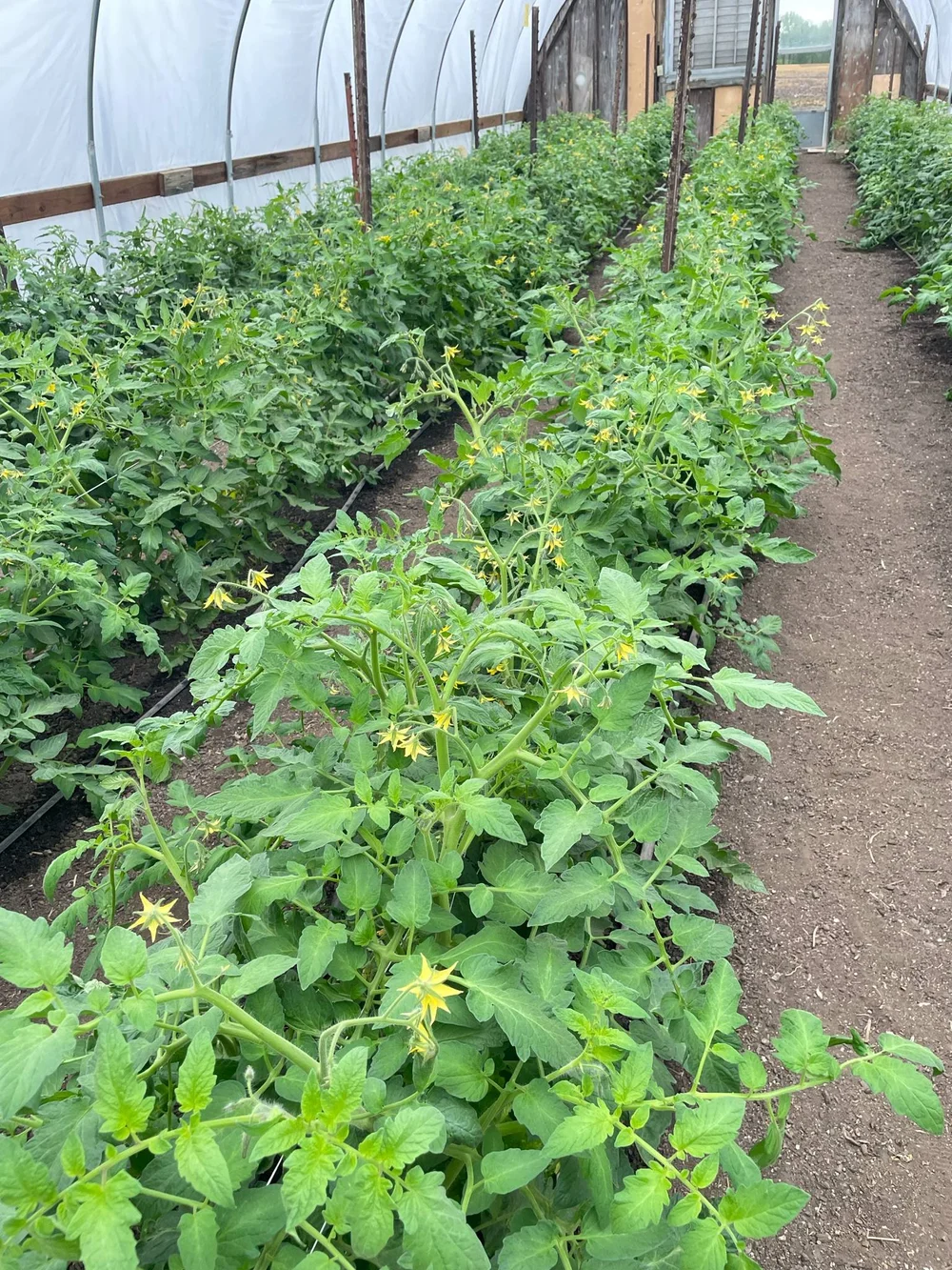 tomatotunnels.jpeg