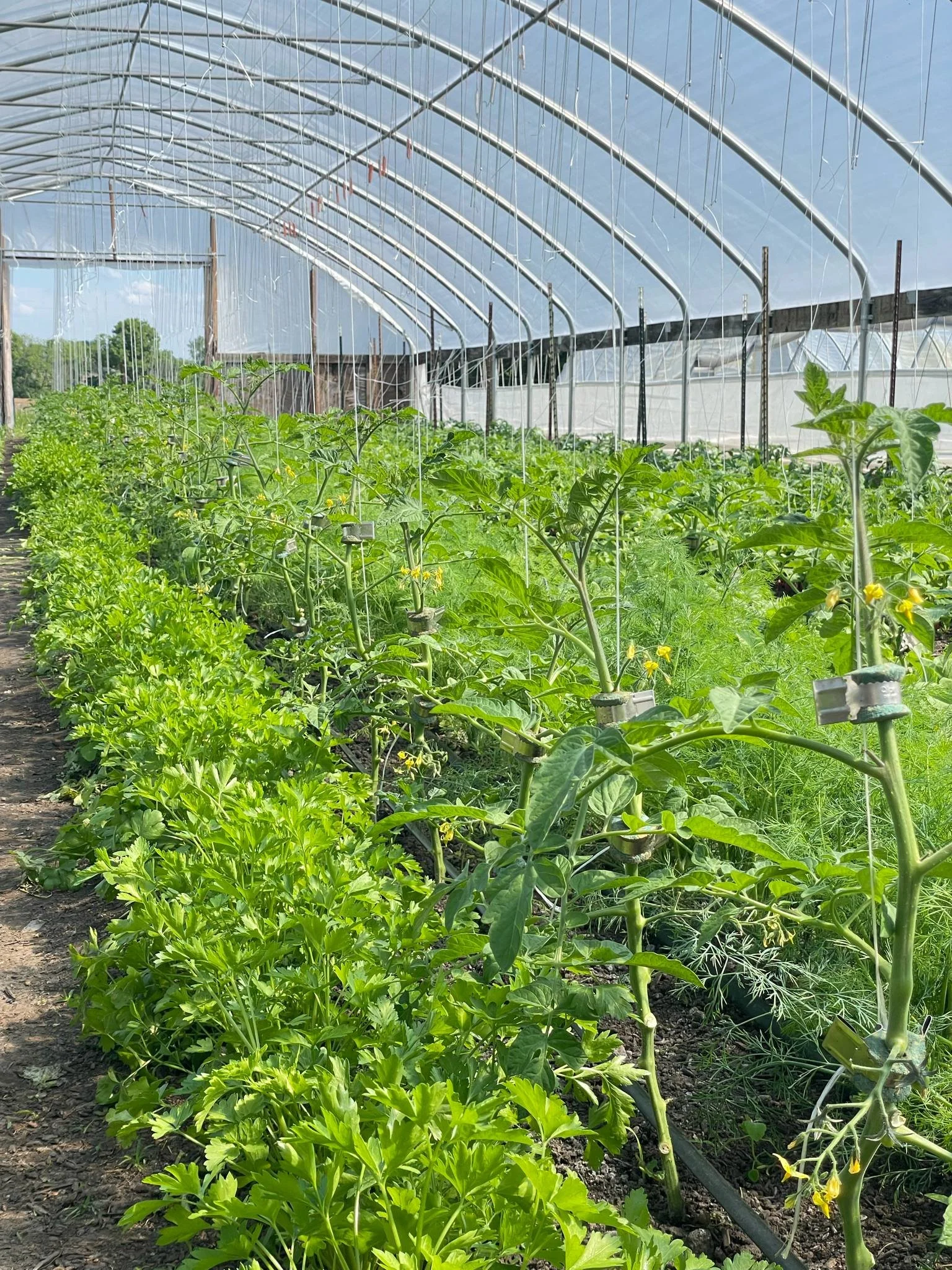 tomatotunnel.jpeg