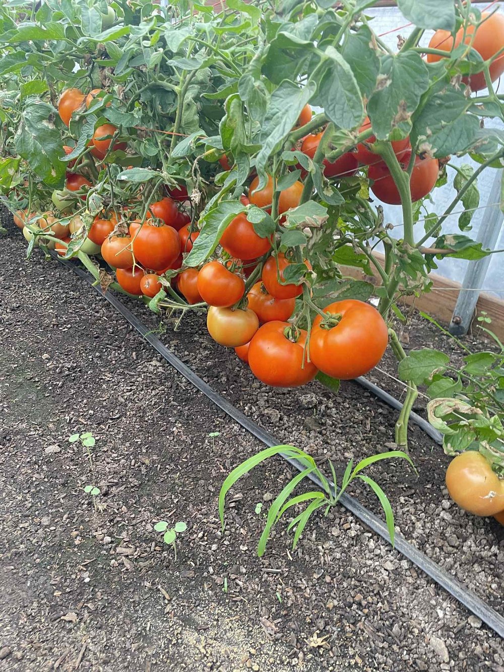 tomatoplants1.jpeg