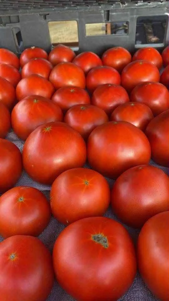 tomatoes1.jpeg