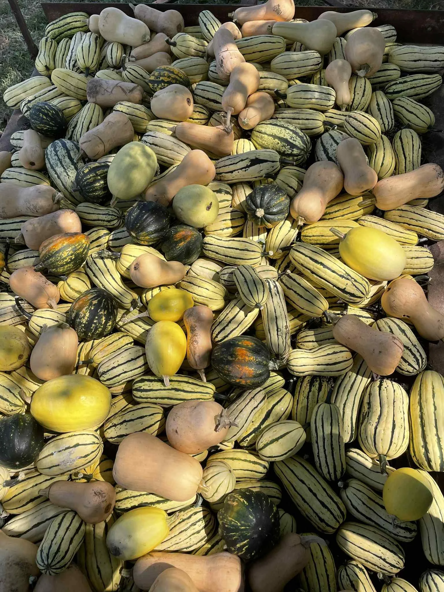 wintersquash2.jpeg