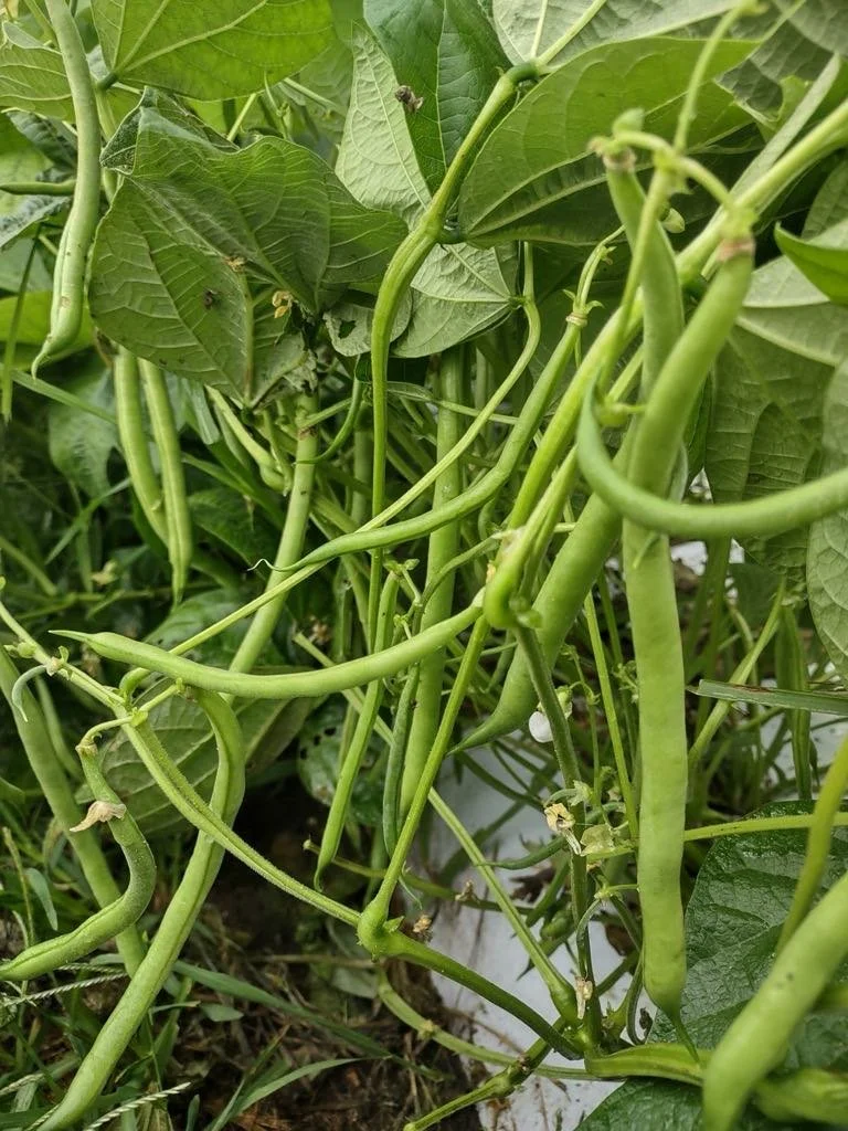 greenbeans.jpeg