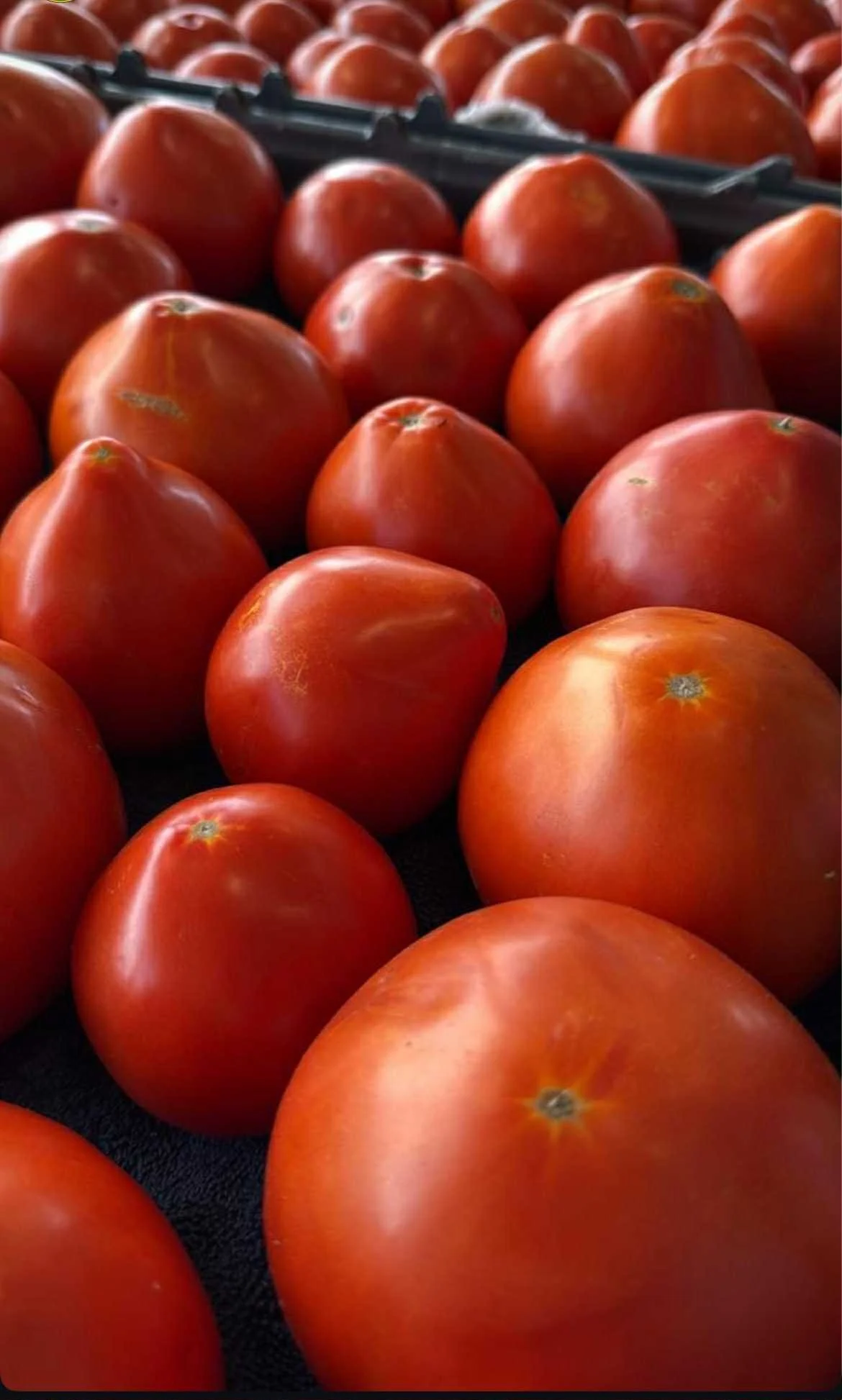 tomatoes2.jpeg
