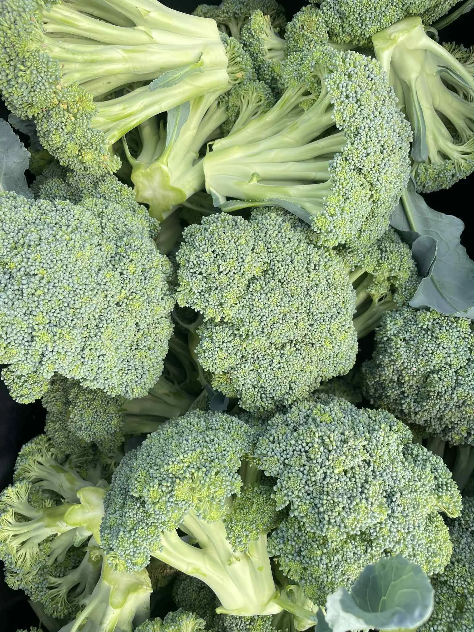 broccoli2025.jpeg