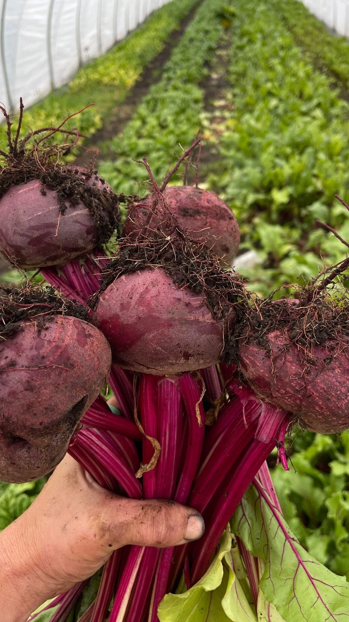 beets.jpg
