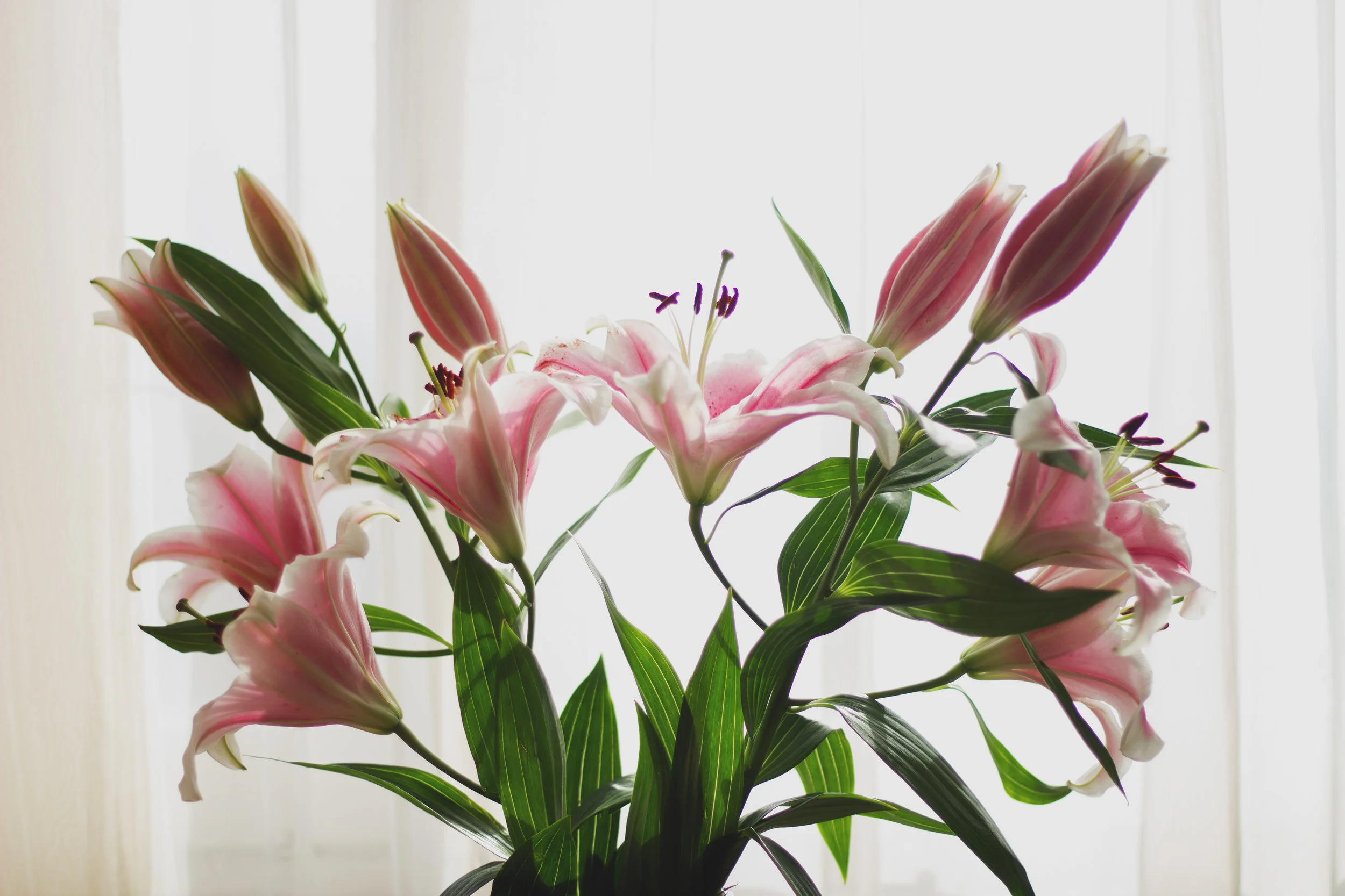 The Rest of the Lilly