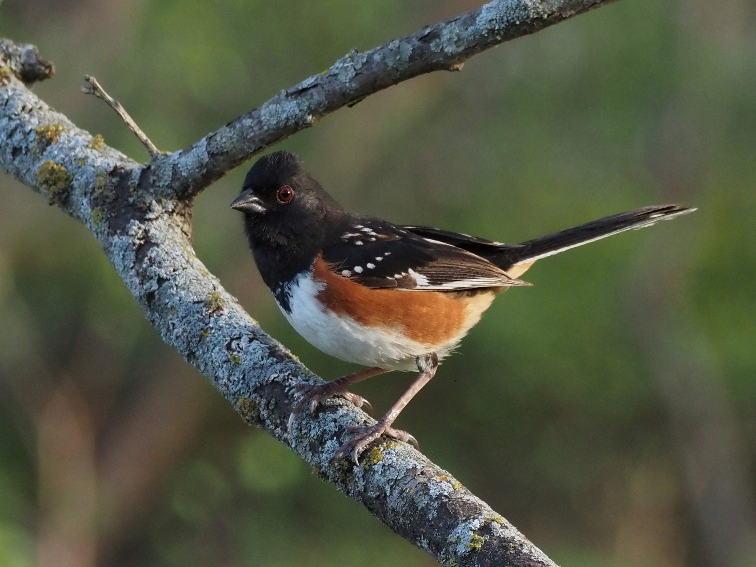 Towhee 2.JPG